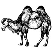 CAMEL002