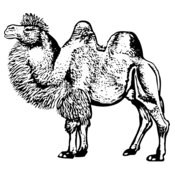 CAMEL003