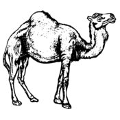 CAMEL004